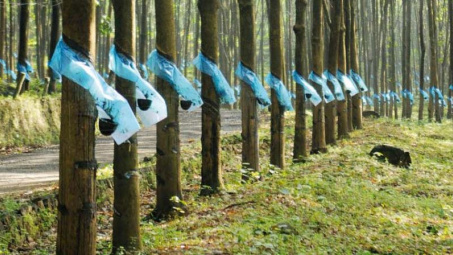 Cao su cao tăng đầu tiên trong 8 tuần.