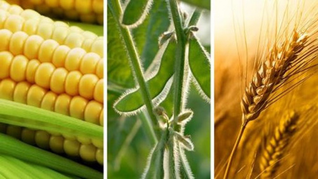 Diễn biến giá đậu tương, ngô và lúa mỳ thế giới trong ngày 6/11