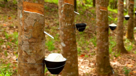 Cao su TOCOM tăng lên mức cao nhất 7 tuần