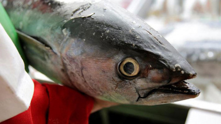 Mexico thua kiện Mỹ trong cuộc chiến 10 năm về dán nhãn cá ngừ