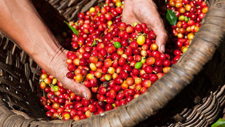 Hàng loạt nông sản đồng loạt giảm giá trong ngày 10/12