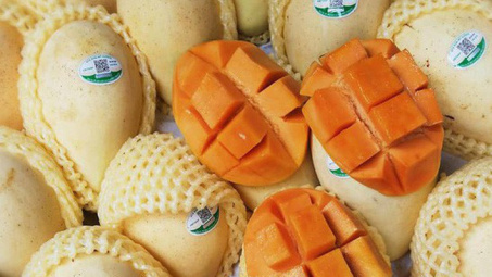 Lên đời xoài Cát Chu thành "xoài blockchain", nông dân Đồng Tháp trồng không xuể để bán