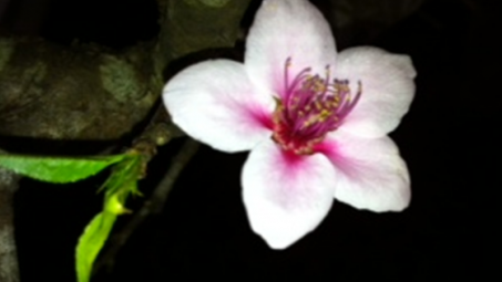 Mùa xuân Petrolimex