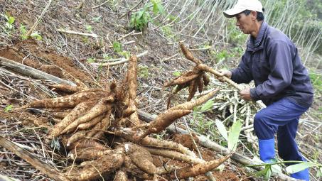 Ngày 28/12/18 l Sự kiện & Con số Công Thương: Xuất khẩu sắn sang Trung Quốc gặp khó