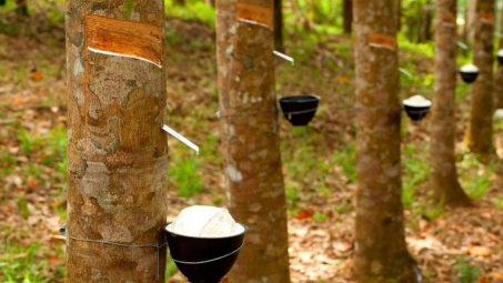 9 tháng đầu năm 2018, Việt Nam xuất khẩu cao su đạt 1,22 tỷ USD