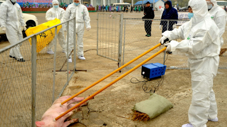 Hoa Kỳ cấp tốc thực hiện các biện pháp phòng ngừa dịch sốt heo Châu Phi