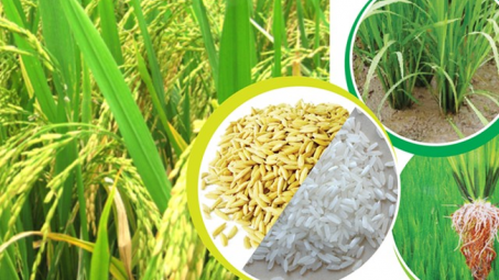 13 sản phẩm nông nghiệp chủ lực quốc gia