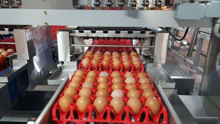 Đài Loan thực thi kiểm tra sản phẩm trứng, chế phẩm sữa, gelatin nhập khẩu