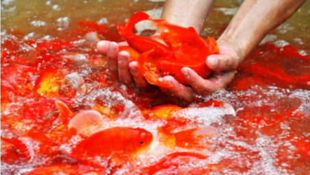 Cách chọn cá chép cho lễ cúng ông Công ông Táo