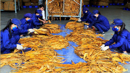 Quy định mới về nhập khẩu thuốc lá nguyên liệu theo hạn ngạch thuế quan năm 2019