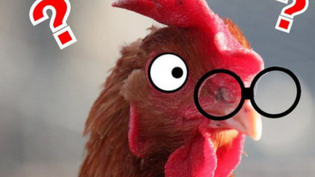 Câu chuyện về "Gã điên" đốt tiền tấn để nghiên cứu làm kính áp tròng cho… gà, cung ứng cho hầu hết trại gà lớn khắp nước Mỹ và trở thành triệu phú đô la