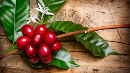 Cà phê Việt trải qua tuần giao dịch trầm lắng