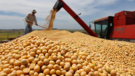 USDA dự báo giá đậu tương và sản phẩm từ đậu tương tại Hoa Kỳ tăng