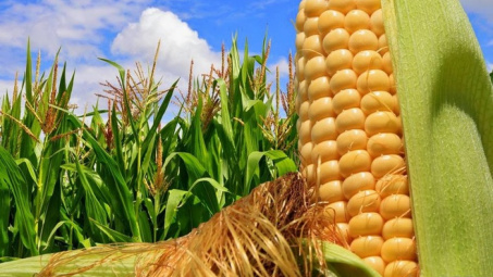 TT nông sản thế giới 31/5/2019: Giá ngô giảm; Cà phê tăng cao nhất kể từ 3 tháng trước