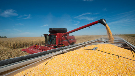 Thị trường nông sản thế giới 11/6: Giá ngô ổn định, giá đậu tương tăng