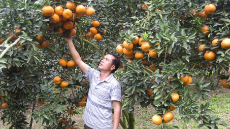 Phân bón Văn Điển góp phần làm nên thương hiệu Cam sành Hà Giang – Tuyên Quang