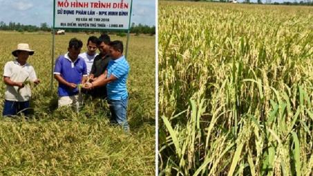 Phân bón FMP, NPK Ninh Bình cho lúa trên đất phèn đạt hiệu quả cao