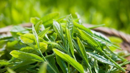 Xuất khẩu chè tiếp tục tăng mạnh