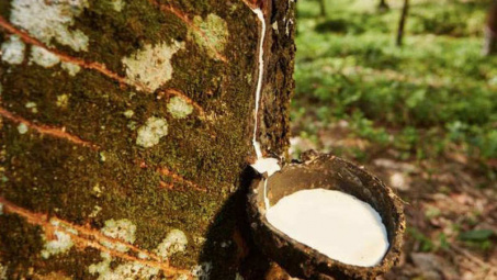 Giá cao su tăng do lo ngại dịch bệnh trên cây cao su ảnh hưởng đến nguồn cung