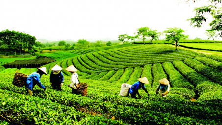 Xuất khẩu chè sang Pakistan tăng mạnh