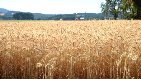 Dự báo một số mặt hàng nông nghiệp niên vụ 2019/2020 của USDA