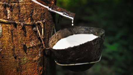 Giá cao su tại Nhật chạm mức cao nhất trong 6 tuần trở lại đây