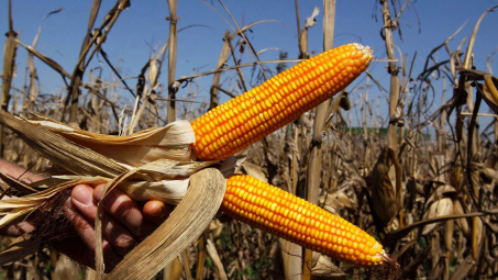 Giá ngô tăng do tiến độ thu hoạch thấp hơn kỳ vọng