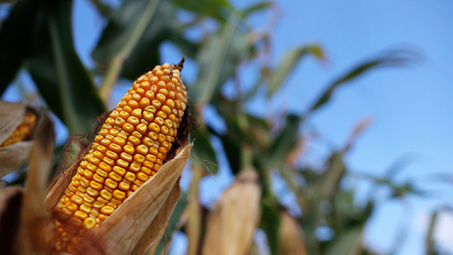 Giá ngô tăng do thời tiết xấu có thể gây chậm tiến độ thu hoạch