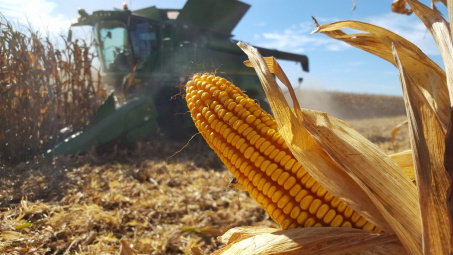 Lượng dữ trữ thấp đẩy giá ngô tại Mỹ tăng lên trong tuần qua