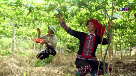 Xuất khẩu trái cây đối mặt với lợi ích nhóm