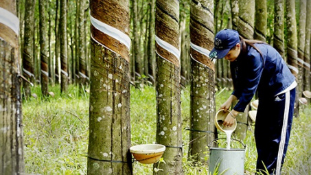 9 tháng, xuất khẩu cao su tăng đều cả lượng và giá trị