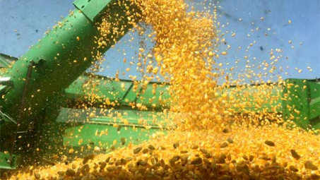 Giá ngô và đậu tương tại Mỹ tăng do tiến độ thu hoạch chậm