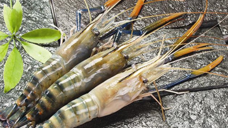 Thị trường Đài Loan chuộng tôm sú Việt