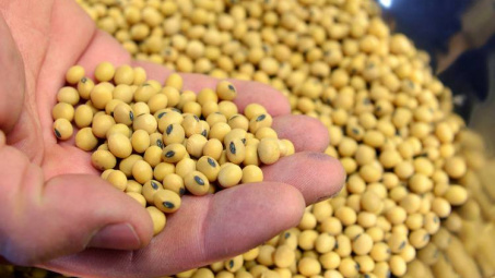 Giá một số loại nông sản chủ chốt bật tăng trở lại