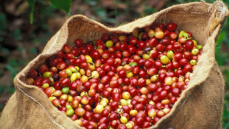 Giá cà phê toàn cầu tăng do áp lực dư cung giảm
