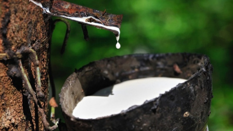 Giá cao su tăng do thị trường kỳ vọng thỏa thuận thương mại sơ bộ Mỹ Trung