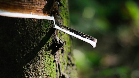 Giá cao su TOCOM tăng bất chấp thông tin Thái Lan đẩy mạnh xuất khẩu cao su