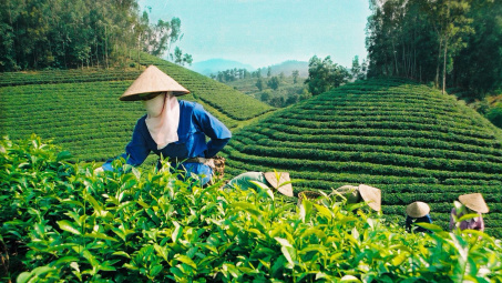 Sử dụng phân bón Văn Điển: Hướng đi mới trong canh tác nông nghiệp