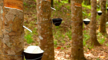 Giá cao su xác lập tuần tăng giá thứ 6 liên tiếp