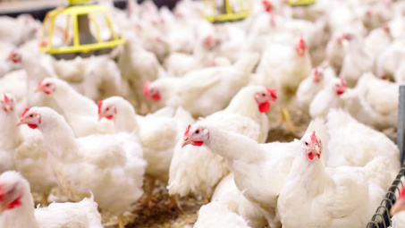 Trung Quốc chính thức nhập khẩu thịt gia cầm từ Hoa Kỳ trở lại