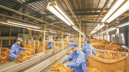 Năm 2020, dự kiến hạn ngạch nhập khẩu thuốc lá nguyên liệu là 59.098 tấn