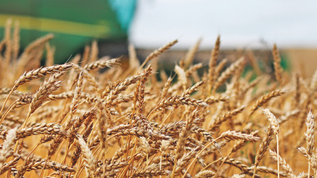 Giá lúa mì mất mốc cao nhất trong hơn 1 tháng trở lại đây