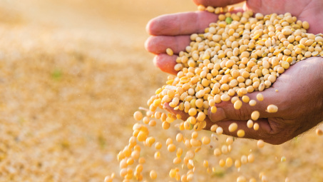 Giá đậu tương tăng trở lại sau 5 phiên giảm giá liên tiếp