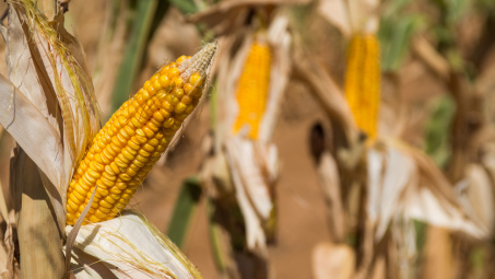 Thu hoạch ngô niên vụ 2019/2020 tại Hoa Kỳ bị trì hoãn, có thể kéo dài đến tháng 4/2020