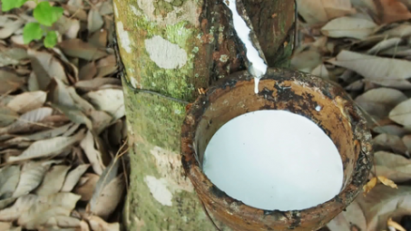 Giá cao su hướng đến tuần giảm đầu tiên sau 7 tuần tăng giá liên tiếp