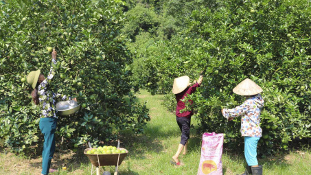 Phân bón Văn Điển làm giàu các vùng chuyên canh Bắc miền Trung