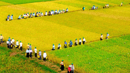 Mô hình cánh đồng lớn: Quyết định tham gia của nông dân và gợi ý chính sách (Trường hợp nghiên cứu ở An Giang)