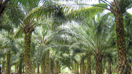 4 thương hiệu hóa, thực phẩm lớn thế giới có thể đã mua dầu cọ liên quan đến hoạt động cháy rừng