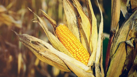 USDA điều chỉnh giảm dự báo sản lượng ngô của Hoa Kỳ trong niên vụ 2019/2020