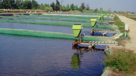 Đôi nét về sinh kế nuôi trồng thủy sản tại huyện Thái Thụy, tỉnh Thái Bình